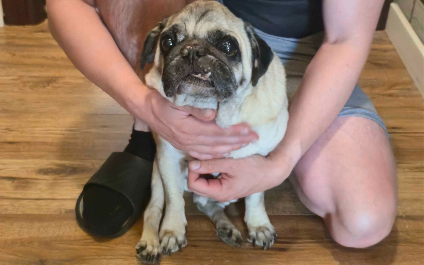 
        Mops w gołej jadalni trzymający głowę w dłoniach, osoba trzyma psa.
    