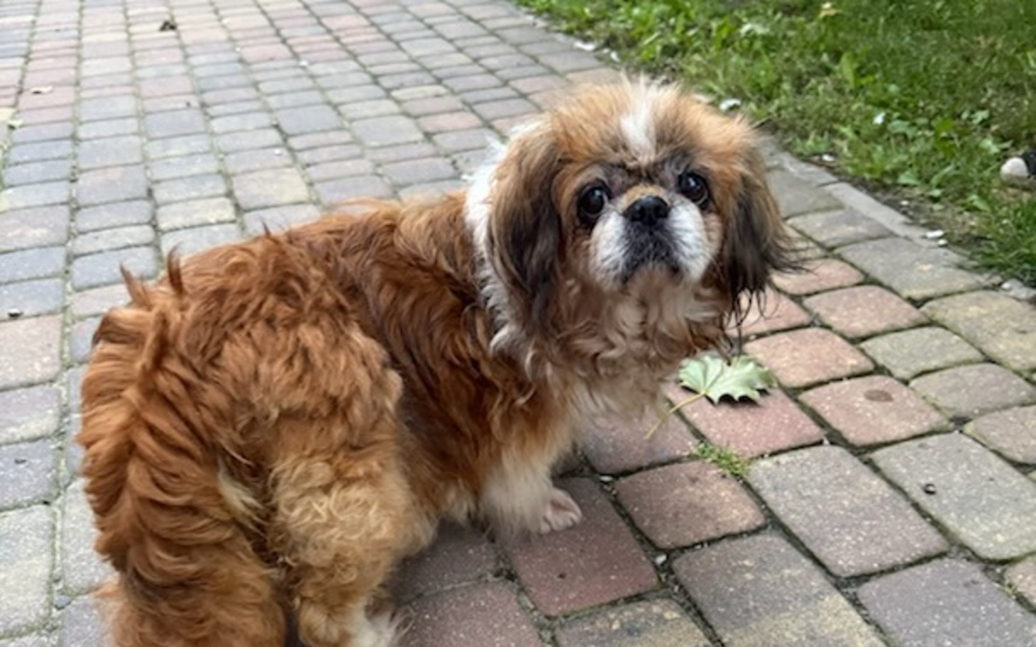 
        Zbiórka Wyrzucona na ulicę suczka shih tzu - zdjęcie główne
    