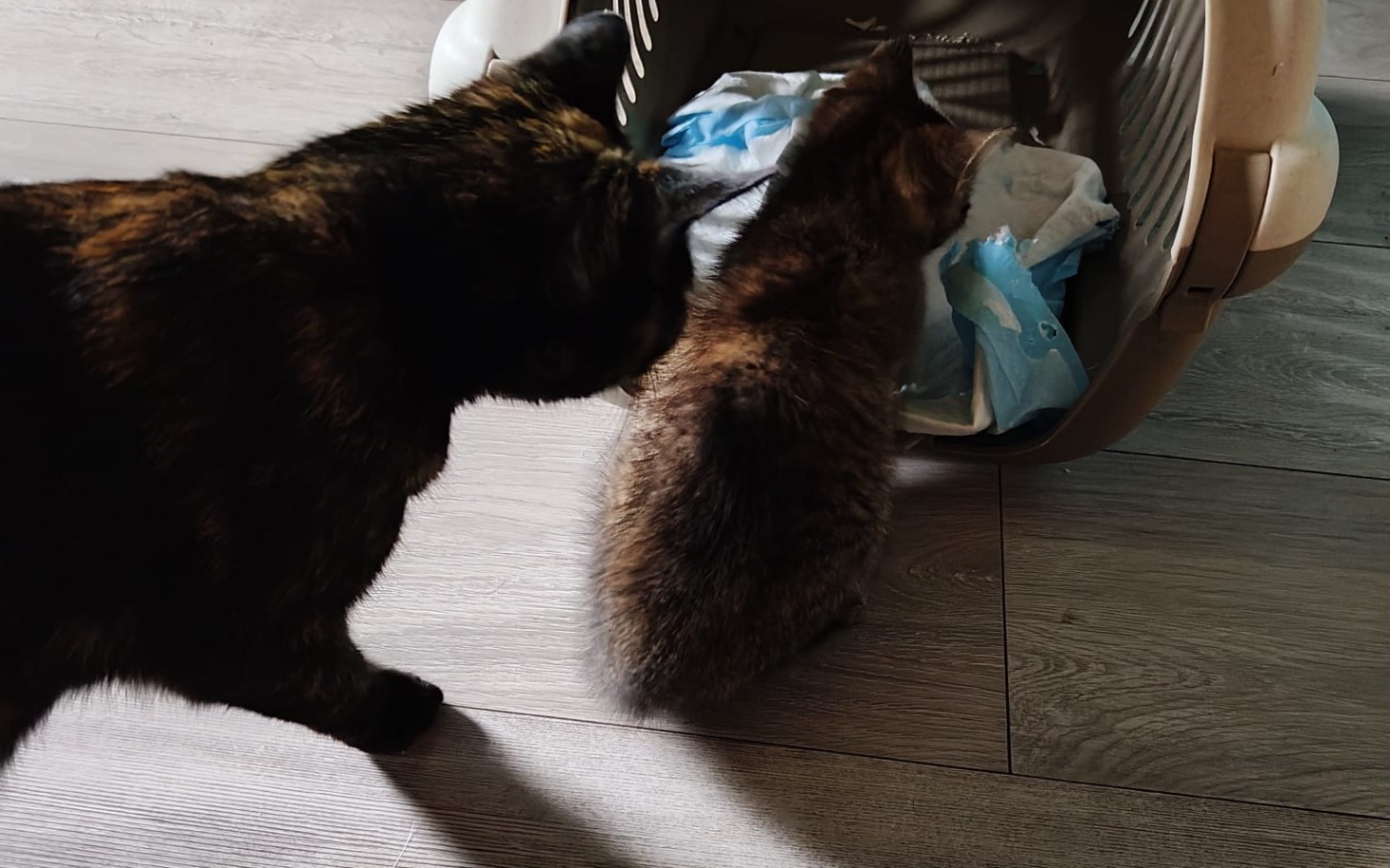 
        Ręczniki i miska dla zwierząt w domu, dwa kosmate koty przy wejściu do transporterka.
    