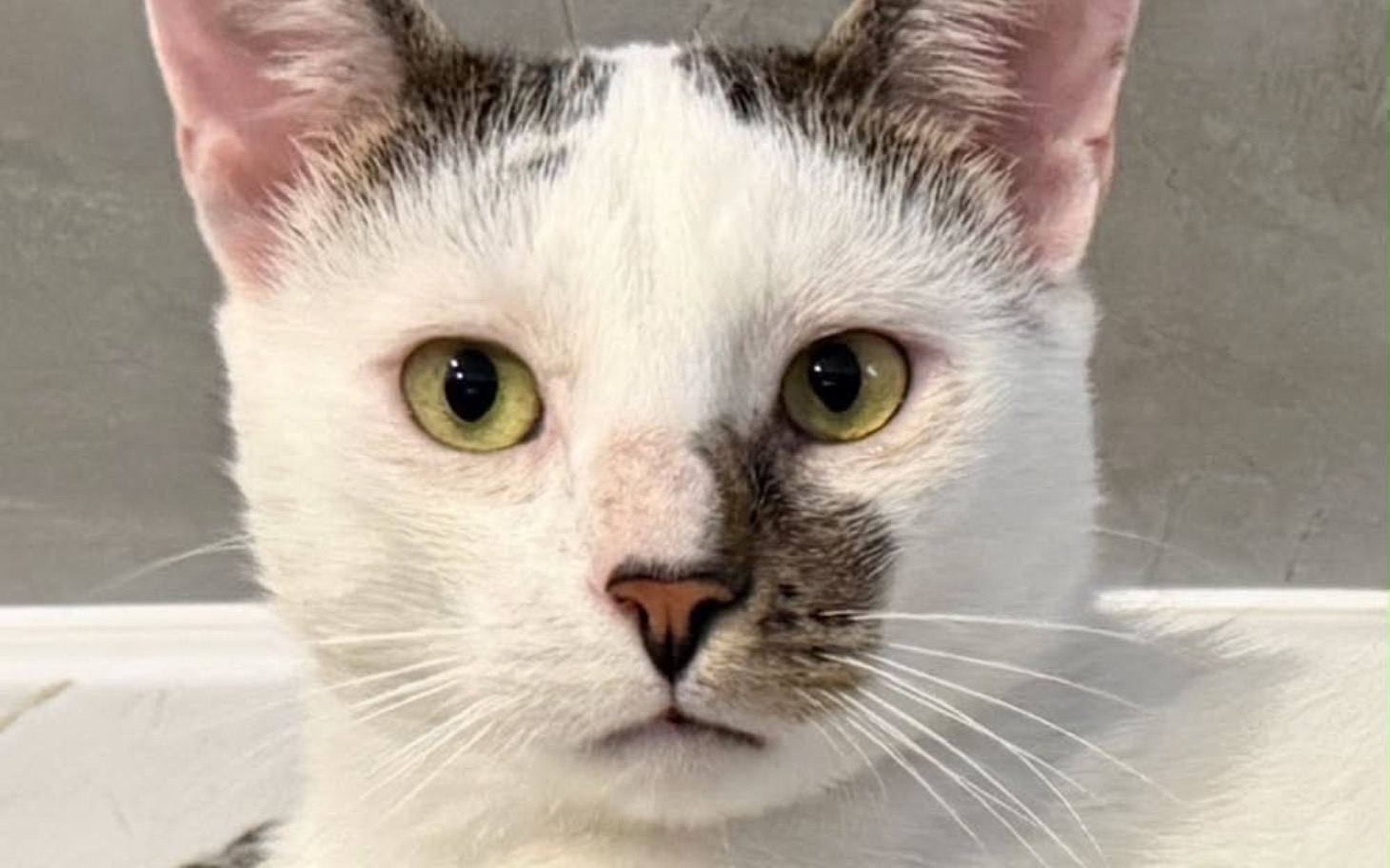 
        Tłum ludzi na scenie z efektami światł.
    
