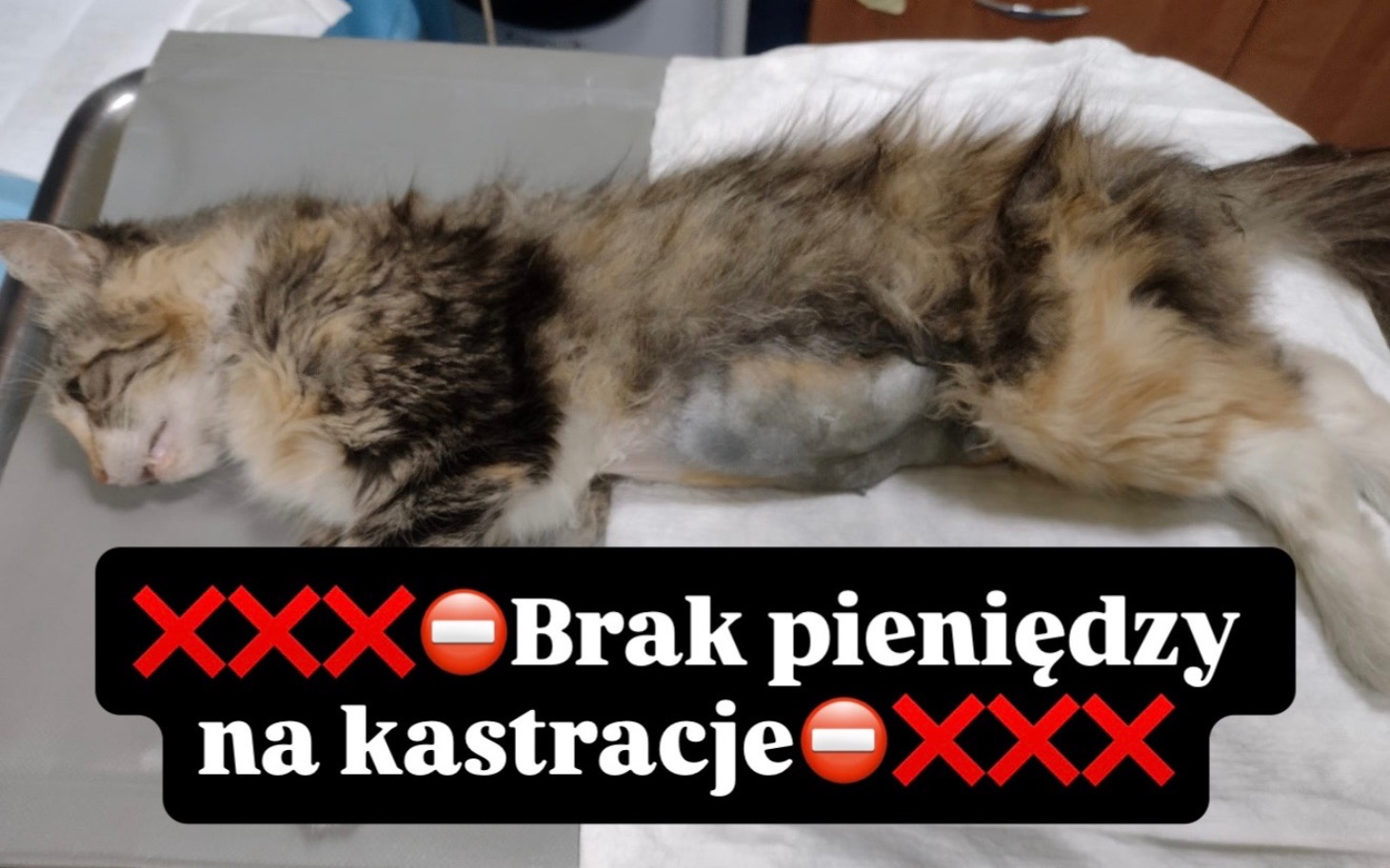 
        Kreskówkowy plakat z napisem „XXX Brak pieniędzy na kastracje”.
    