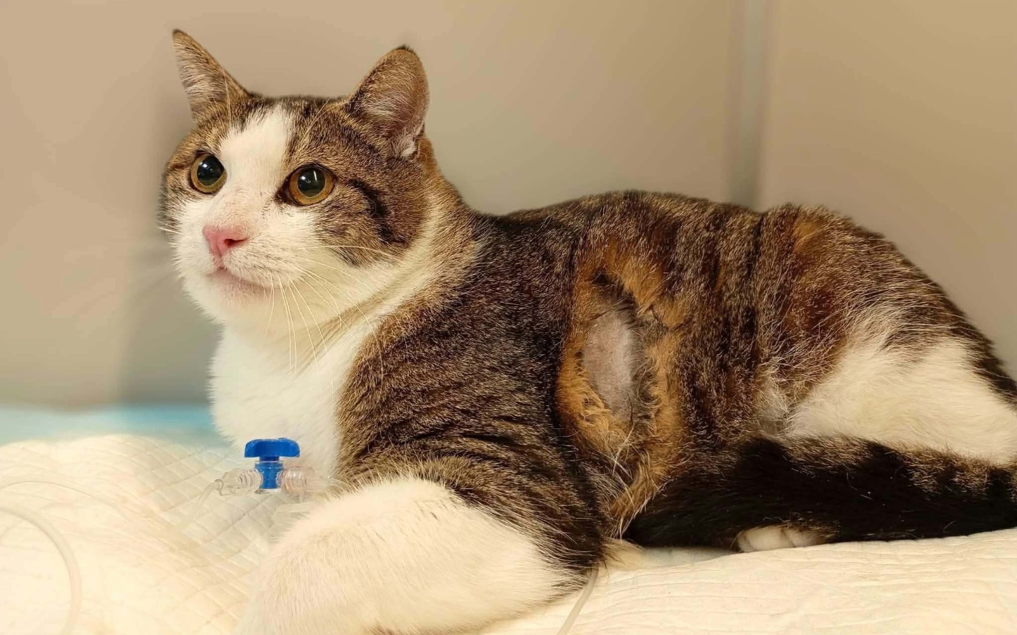 
        Kot w kolorach tabby i bieli, leżący na miękkiej poduszce.
    