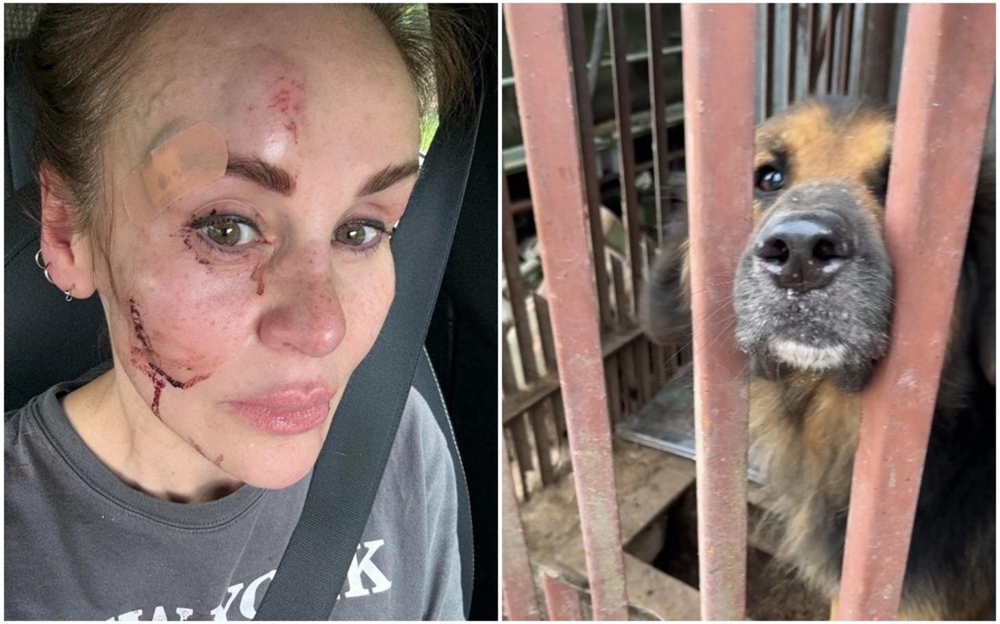 
        Podwójne ujęcie psa rasy husky w klatce, zbliżenie na pysku.
    