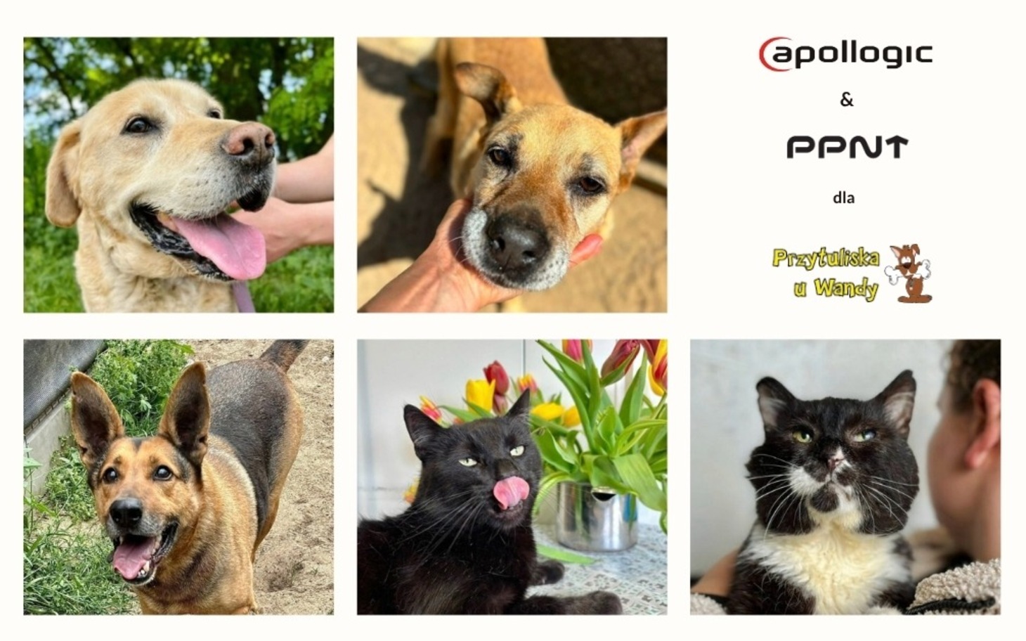 
        Kolaż zdjęć zwierząt w gridzie, logotypy w prawym górnym rogu.
    