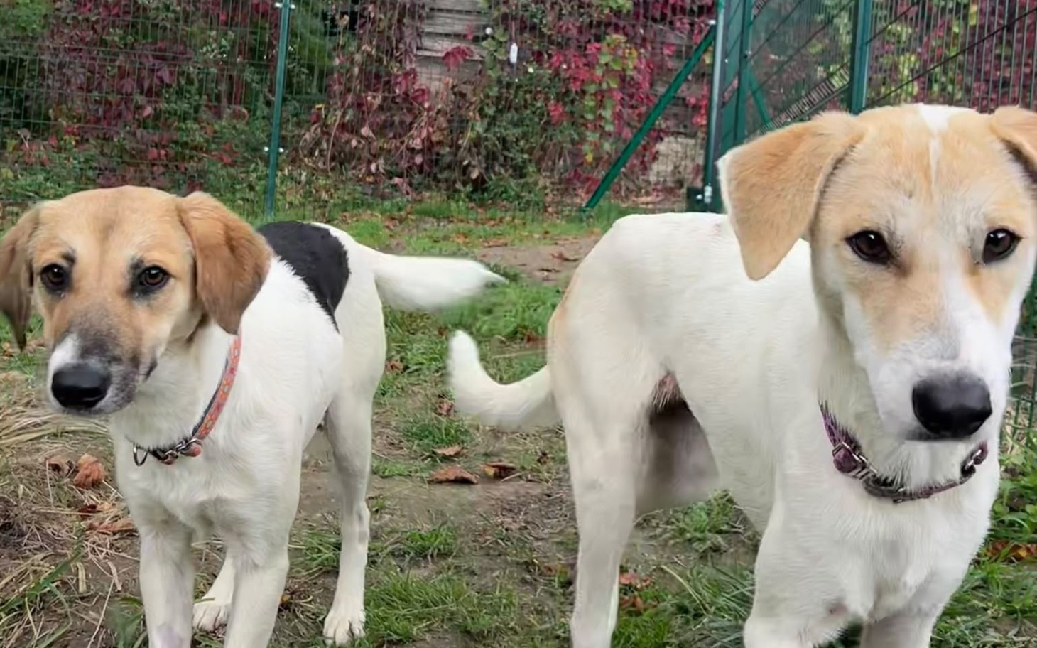 
        Pies rasy beagle na spacerze w parku, dwa psy w kadrze.
    