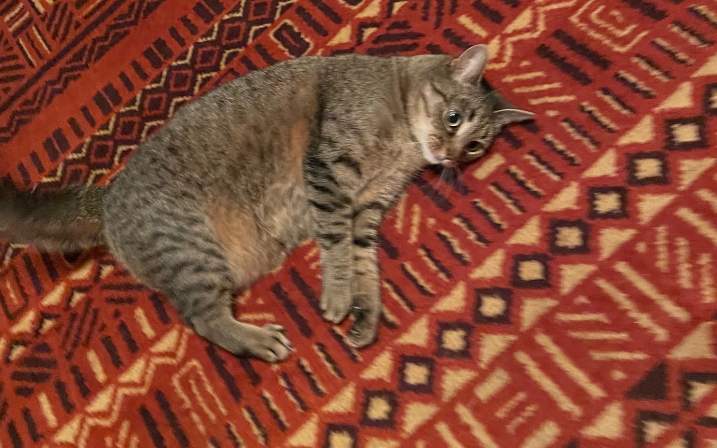 
        Kot leżący na kolorowym dywanie, w relaksującej pozycji.
    