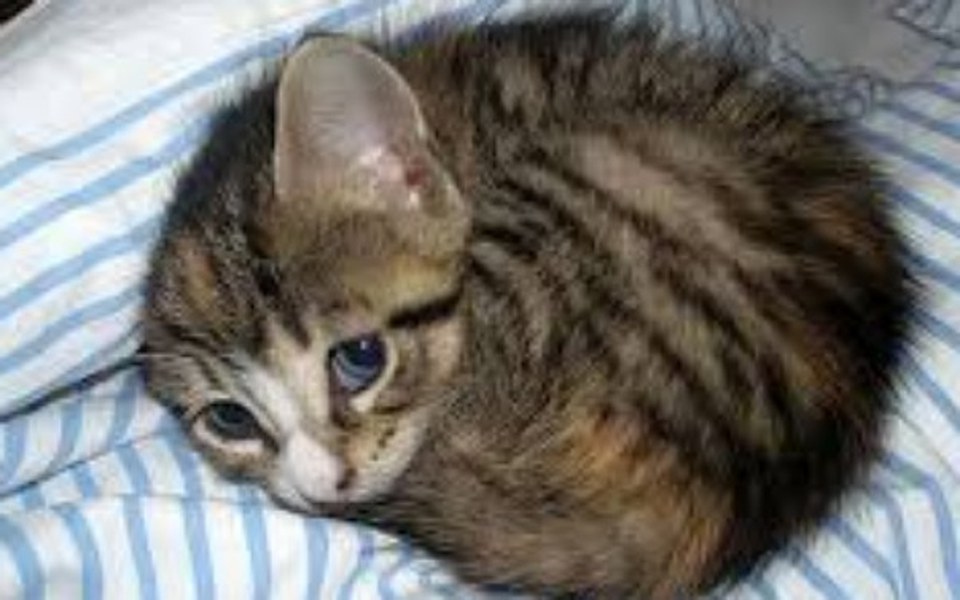 
        Zbiórka dla schroniska tychy - zdjęcie główne
    