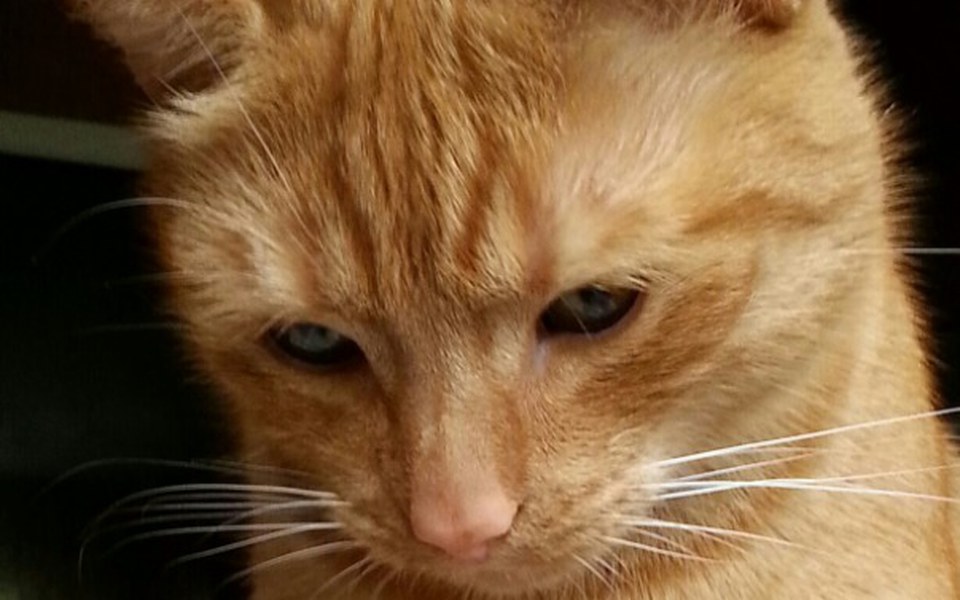 
        Zbiórka nadzieja odchodzi ostatnia - zdjęcie główne
    