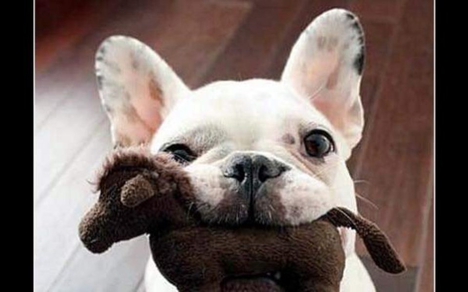 
        Zbiórka Na Dom Dla Bezdomnych zwierząt - zdjęcie główne
    