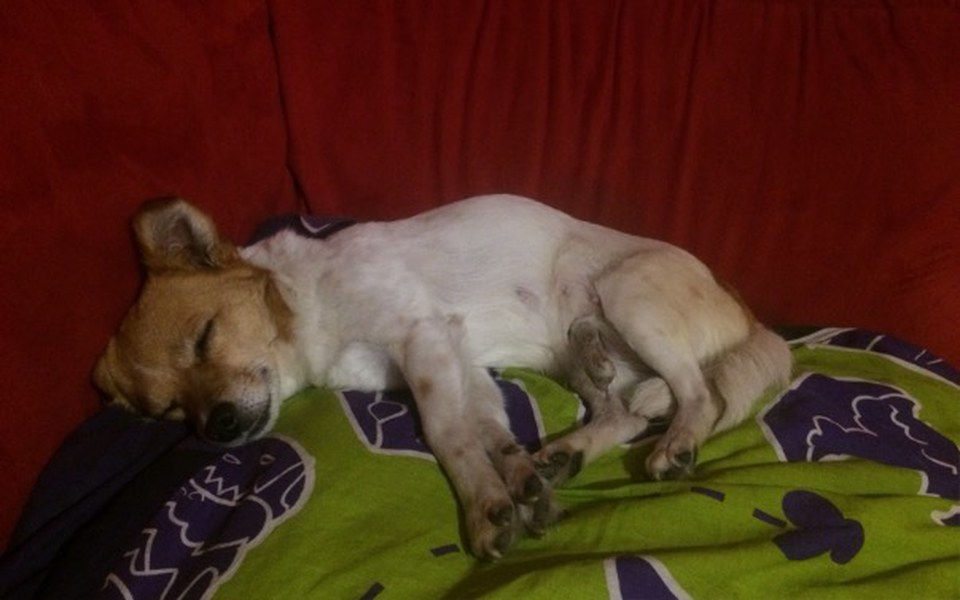 
        Zbiórka Na operacje dla mojej suni - zdjęcie główne
    