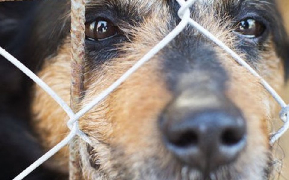 
        Zbiórka Zwierzęta! Schronisko Sokółka! - zdjęcie główne
    