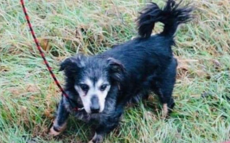 
        Zbiórka Uratuj ze mną pieska - zdjęcie główne
    