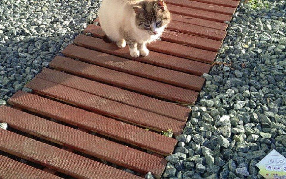 
        Zbiórka Pomóżcie Łatce - zdjęcie główne
    