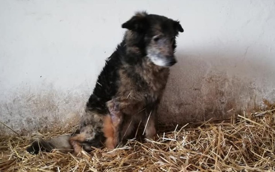 
        Zbiórka Urodzinowa zbiórka dla zwierząt - zdjęcie główne
    