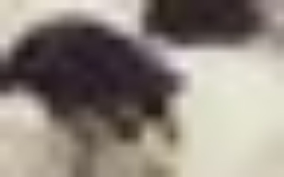 
        Zbiórka pomagamy zwierzętom z schroniska - zdjęcie główne
    