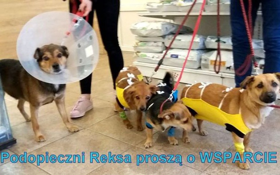 
        Zbiórka Tola, Ola, Daffi, Fafik POMÓŻ - zdjęcie główne
    