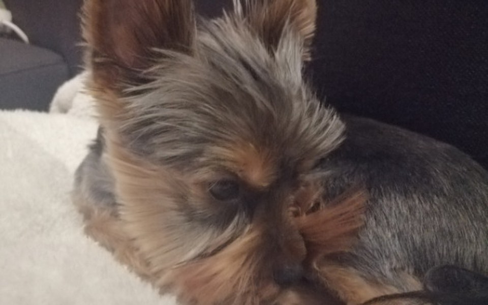 
        Zbiórka Uratujmy łapki Froda - zdjęcie główne
    