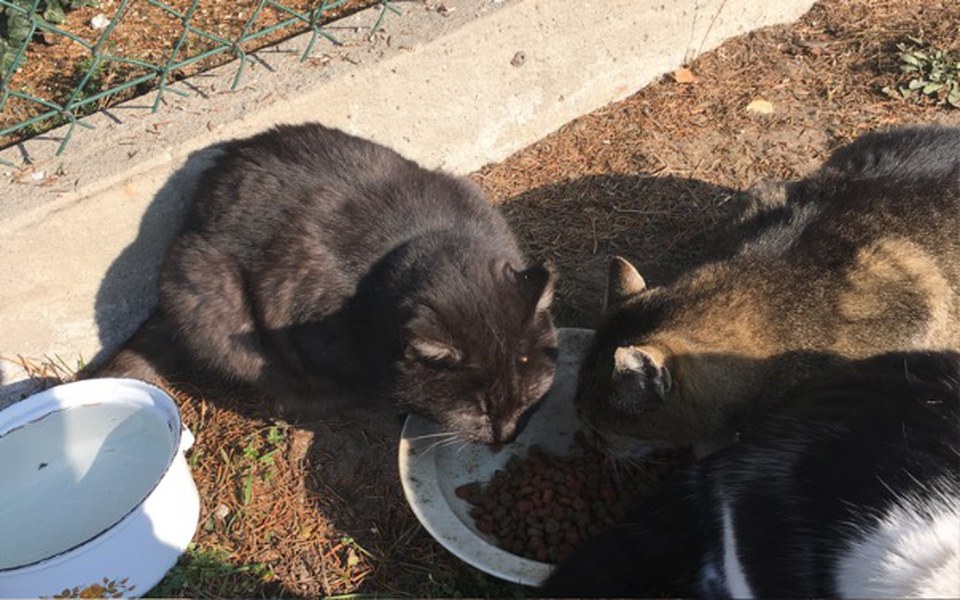 
        Zbiórka Na pomoc bezdomnym kotom i psom - zdjęcie główne
    