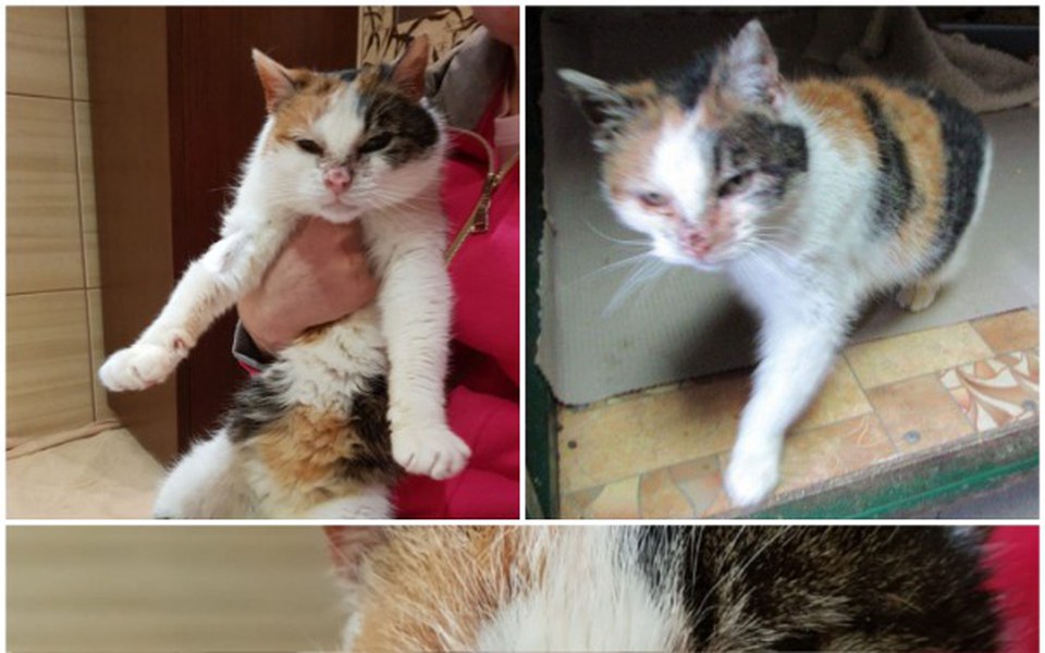 
        Zbiórka Urodzinowa zbiórka dla Stefki - zdjęcie główne
    