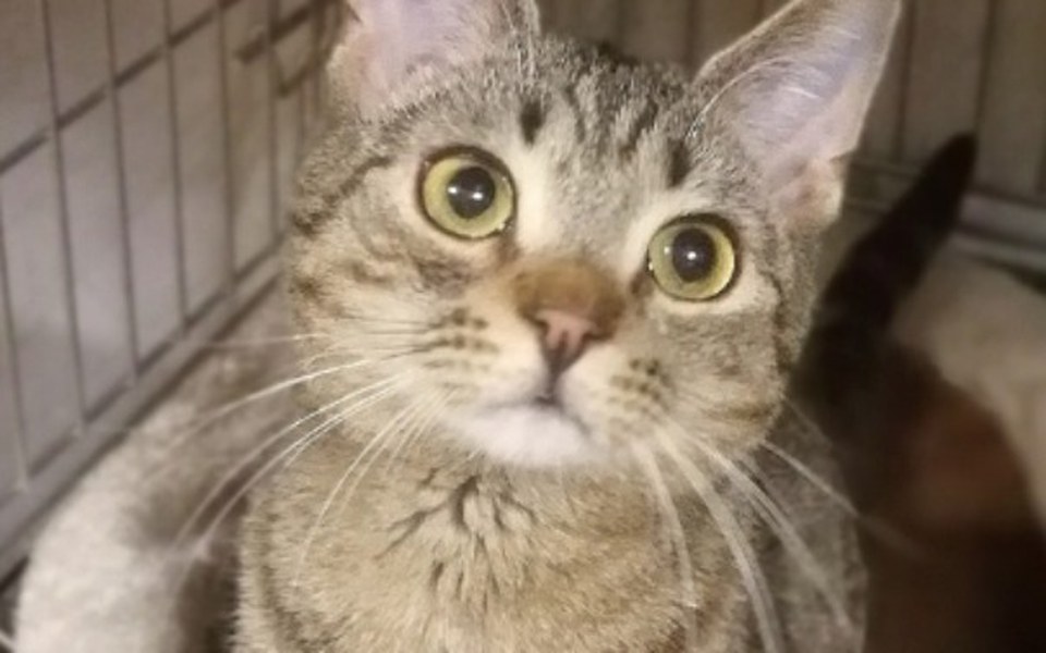 
        Zbiórka Ratujmy Kocią Przystań! - zdjęcie główne
    