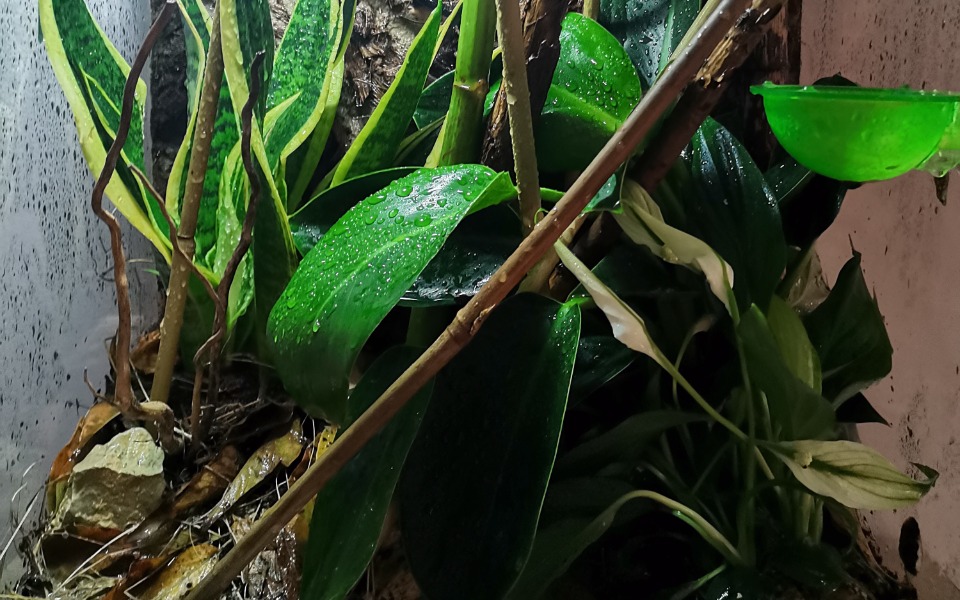 
        Zbiórka Nowe terraria, nagła wymiana - zdjęcie główne
    