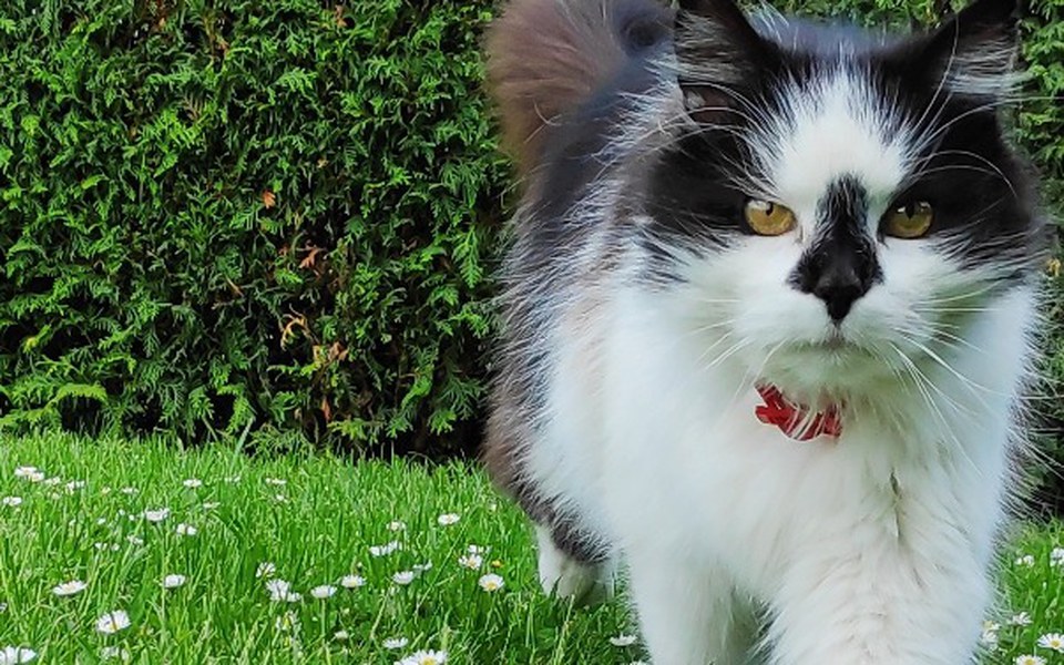 
        Zbiórka Mój pupil Jedzonko/leki - zdjęcie główne
    