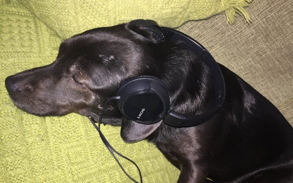 
        Zbiórka Pies,Honor Prawda - zdjęcie główne
    