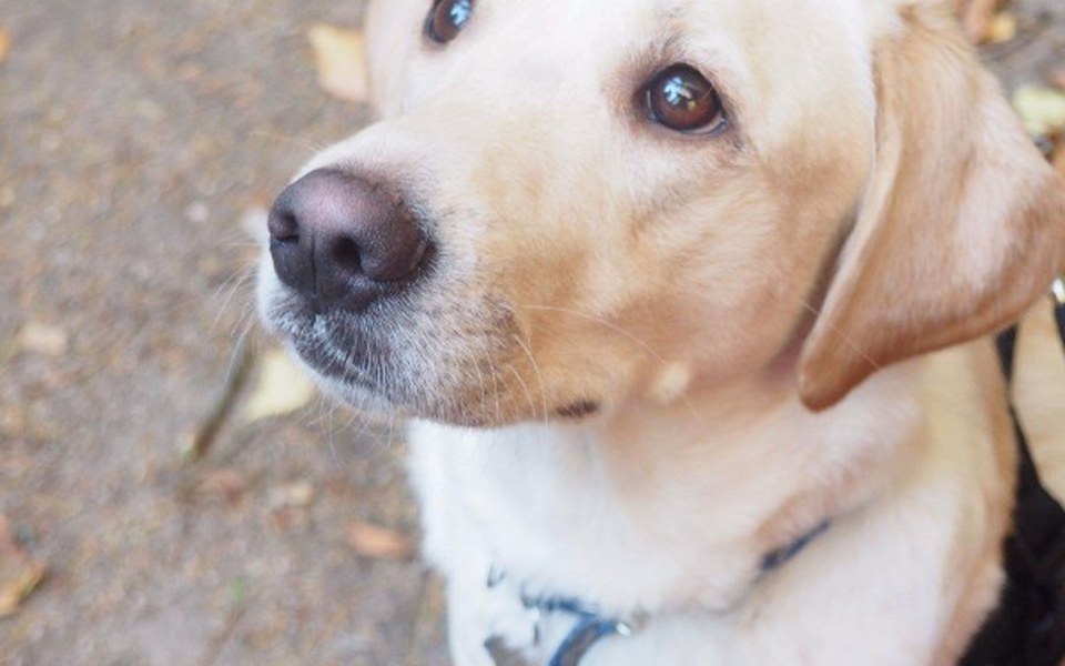 
        Zbiórka Karma dla pieska. - zdjęcie główne
    