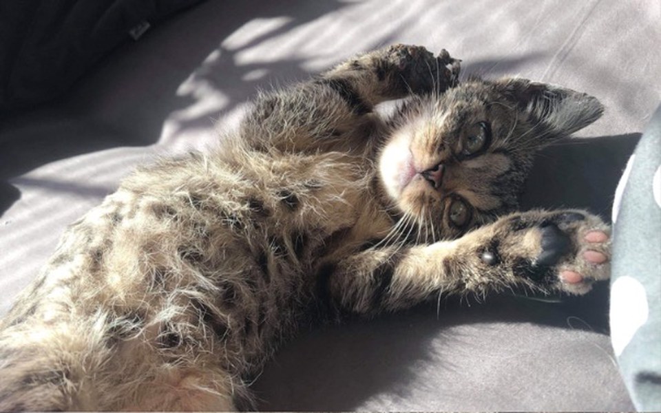 
        Zbiórka Amputacja łapki kotka - zdjęcie główne
    