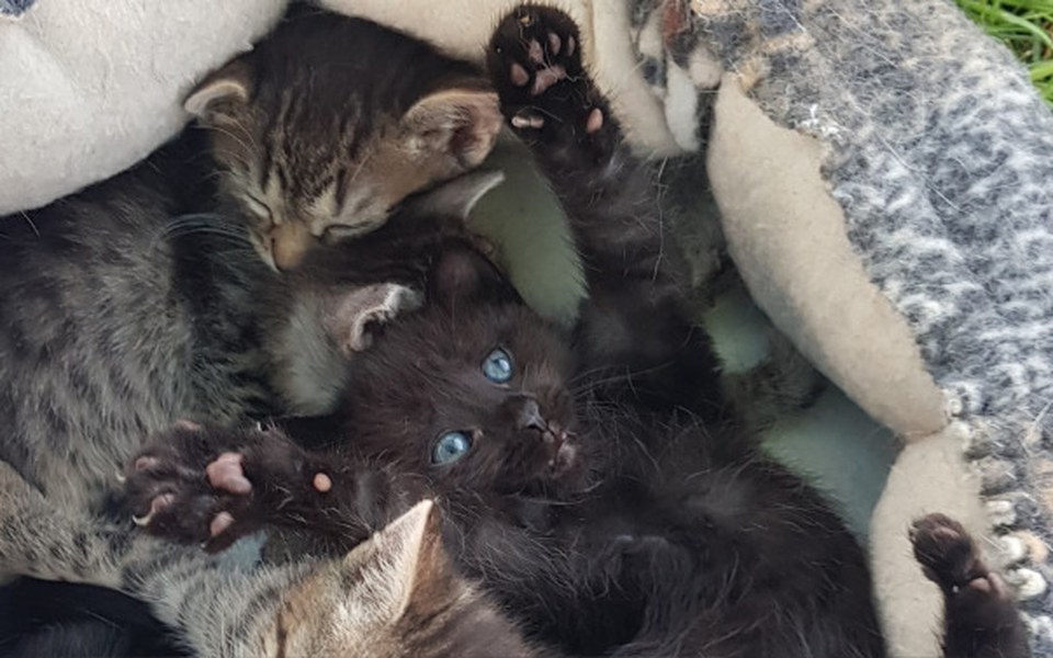 
        Zbiórka 5-ka z budki - zdjęcie główne
    