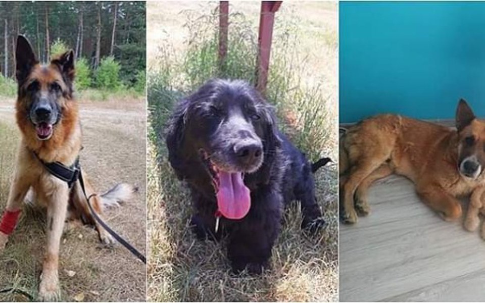 
        Zbiórka Dwunożni-czworonogom - zdjęcie główne
    