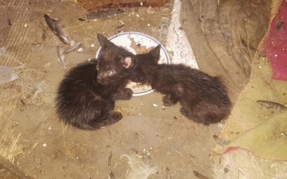 
        Zbiórka Maluszki z szopy - zdjęcie główne
    