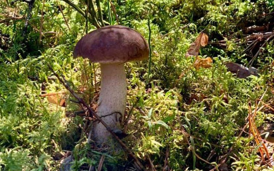 
        Zbiórka Pomoz w zbiorce - zdjęcie główne
    