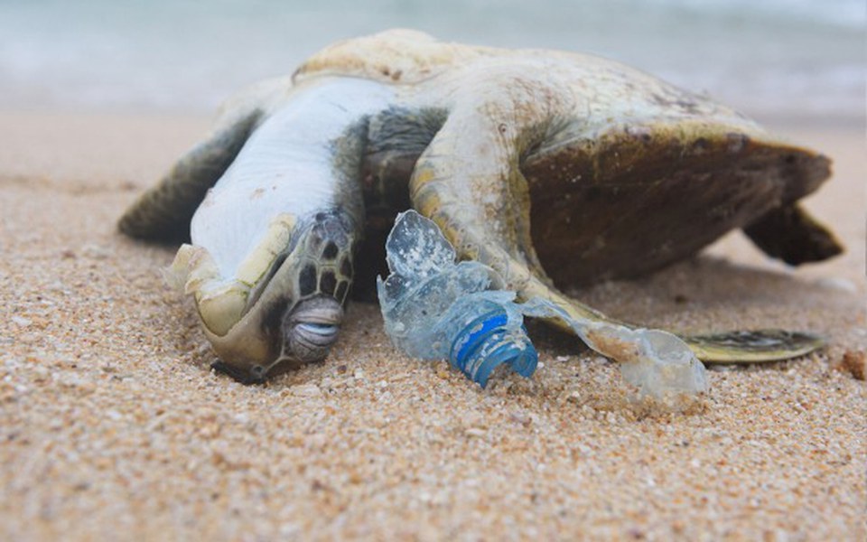 
        Zbiórka Marzenie o wolontariacie w Azji - zdjęcie główne
    