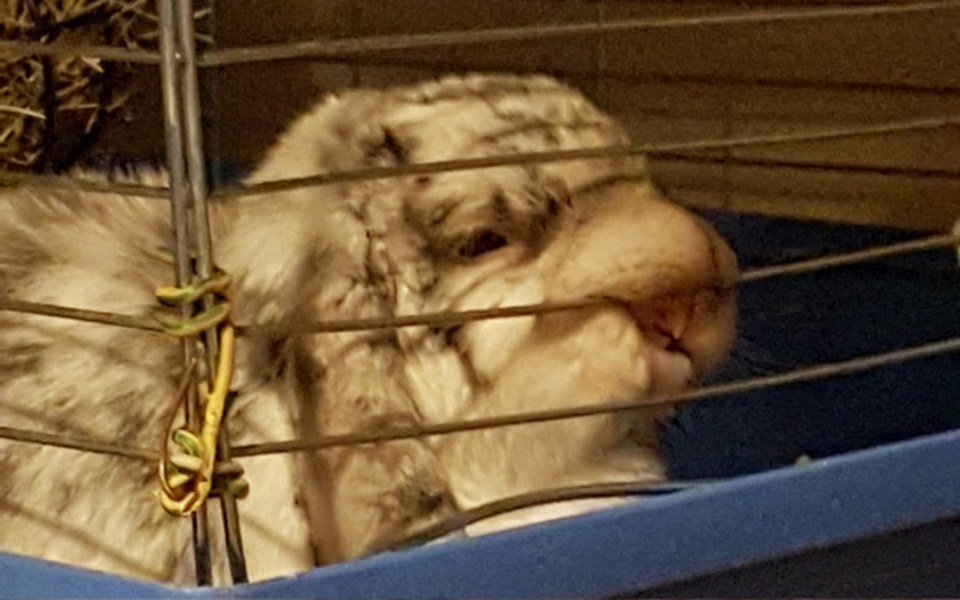 
        Zbiórka Leczenie Franka - zdjęcie główne
    