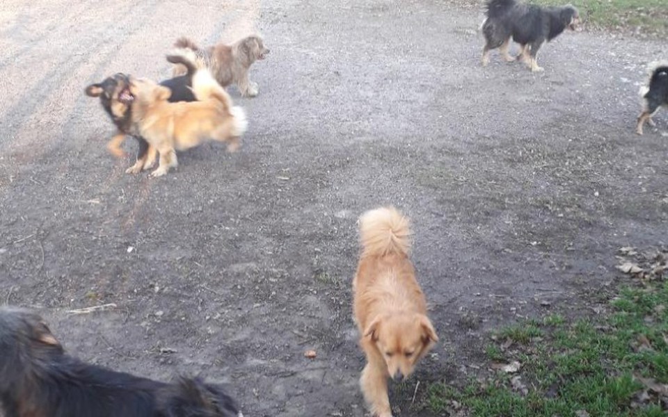 Zbiórka Brakuje karmy.Pomóż proszę. - zdjęcie główne