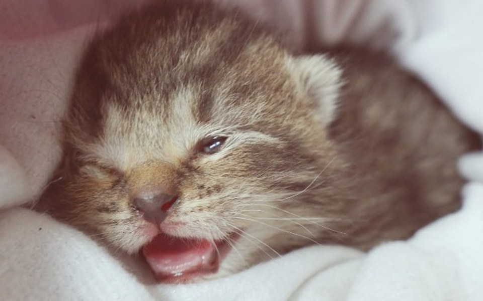 
        Zbiórka Dla potrzebujących kotów - zdjęcie główne
    