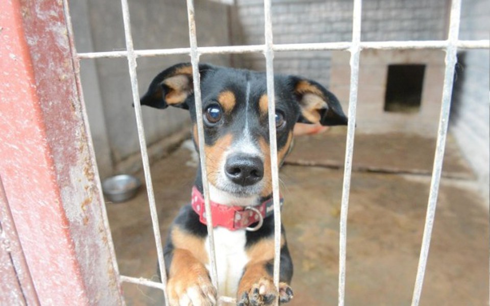 
        Zbiórka Zbieram dla zwierząt w schronisk - zdjęcie główne
    