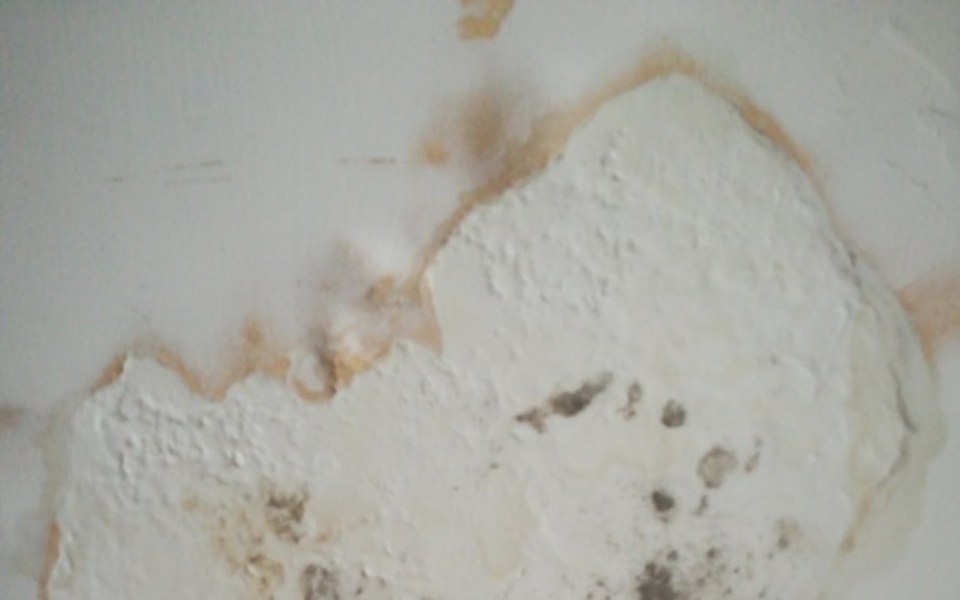 
        Zbiórka Pleśń i grzyb - zdjęcie główne
    