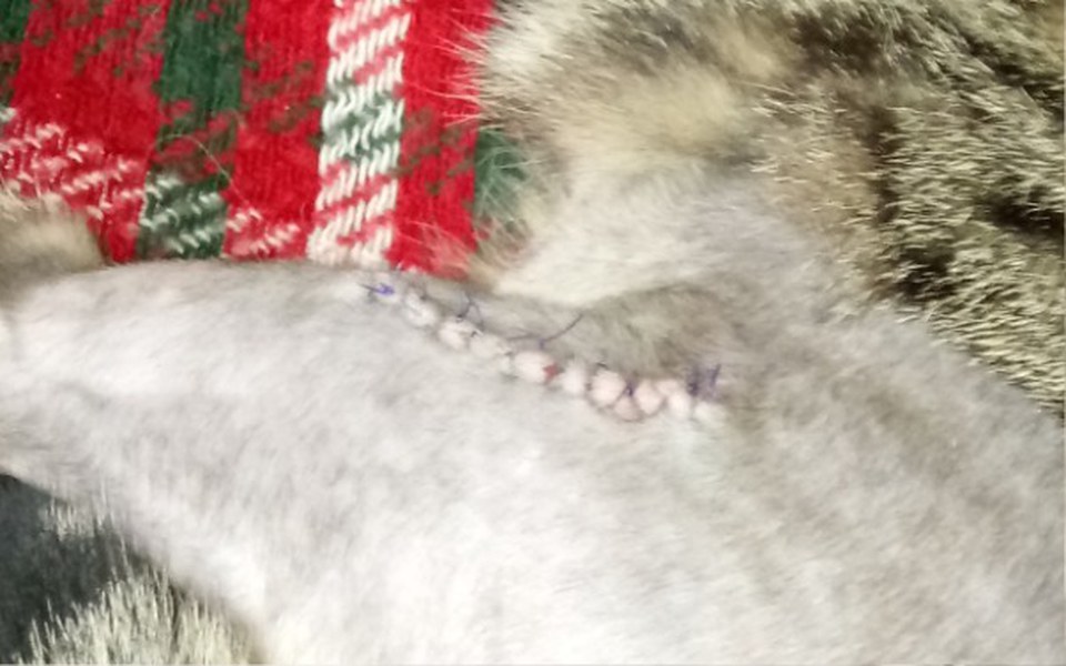 
        Zbiórka Zabieg zlamania uda kota - zdjęcie główne
    