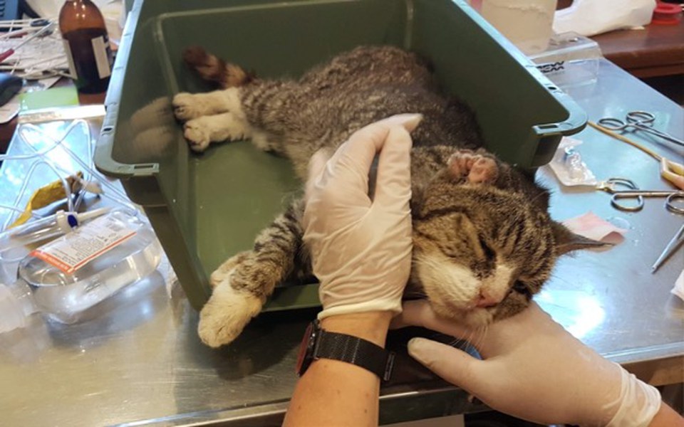 
        Zbiórka Podaruj serce Uszatce - zdjęcie główne
    