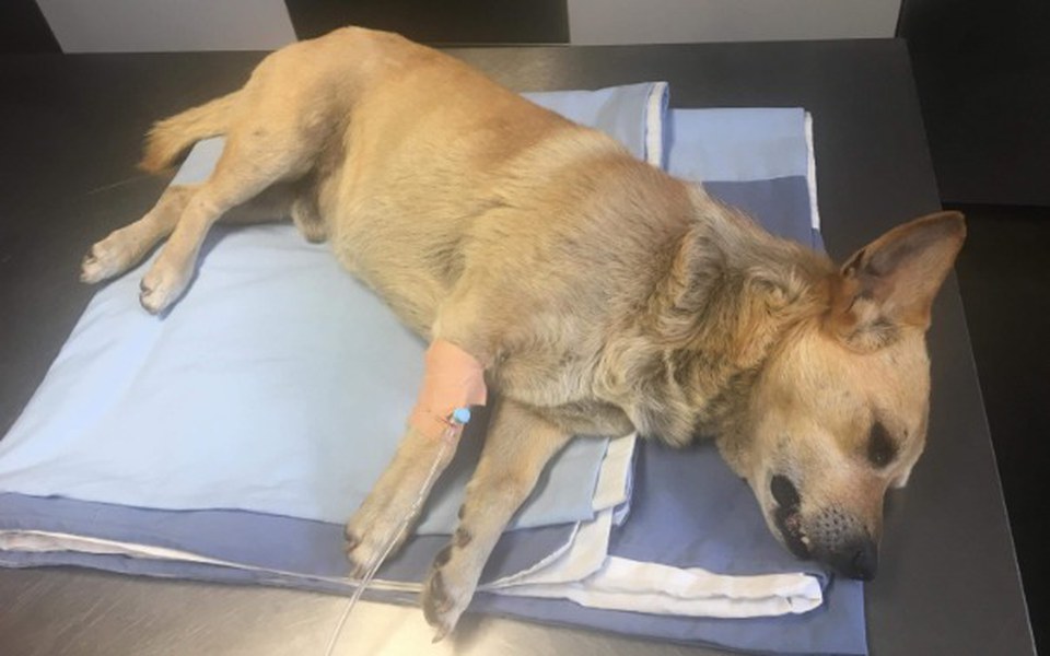 
        Zbiórka Zostałem sam😭na wsi😪-POMÓŻ 🙏 - zdjęcie główne
    