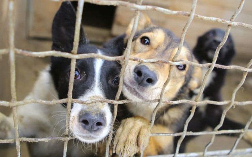 
        Zbiórka Nakarm Bezdomniaka ! - zdjęcie główne
    
