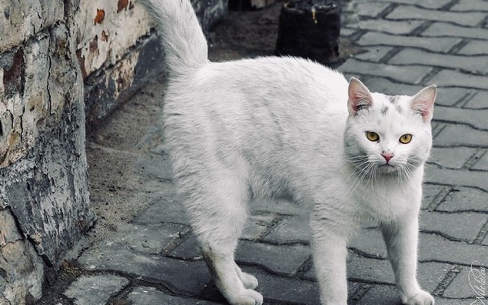 
        Zbiórka Karma dla kociaków-bezdomniaków - zdjęcie główne
    