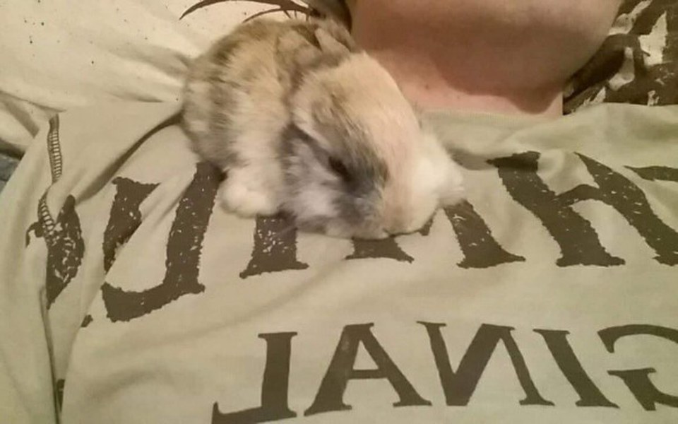 
        Zbiórka Operacja więzadeł króliczka - zdjęcie główne
    