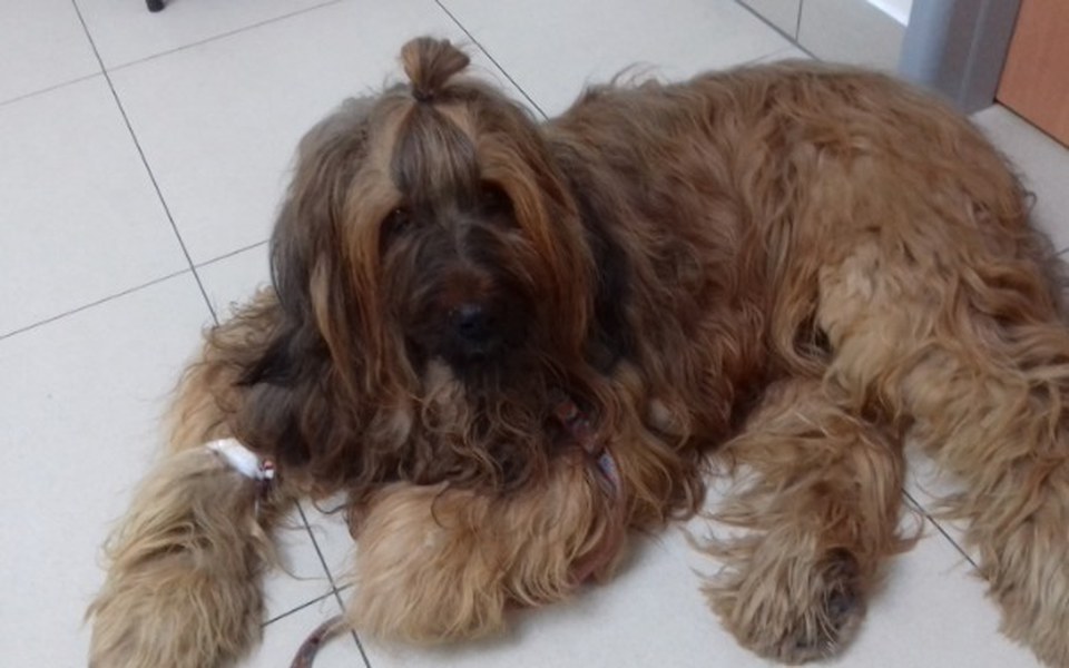 
        Zbiórka Ratunek dla Granda - zdjęcie główne
    