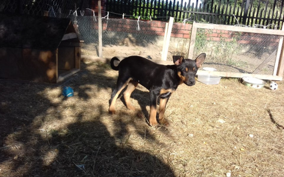 
        Zbiórka Potrzebuję środków na karmę - zdjęcie główne
    