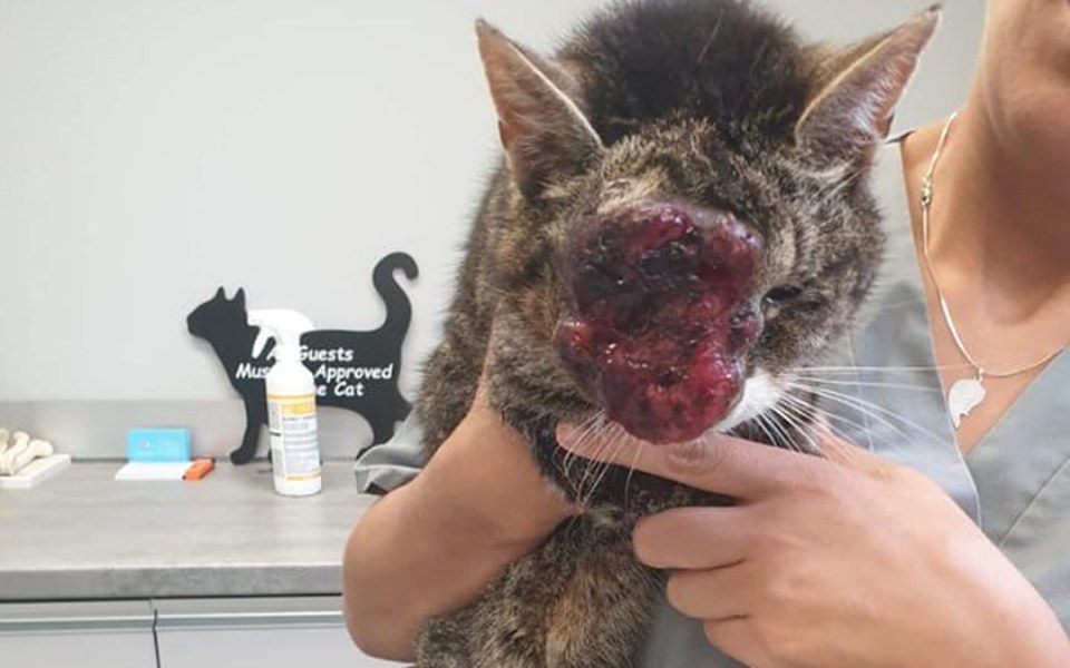 Zbiórka Zobacz mnie człowieku :((( - zdjęcie główne