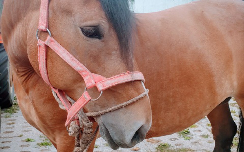 
        Zbiórka Czy Masza dotknie jeszcze trawy? - zdjęcie główne
    