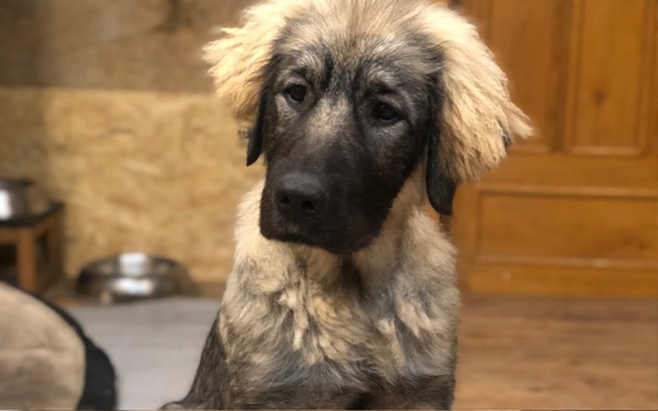 
        Zbiórka Zdrowe łapki Cojki-operacja OCD - zdjęcie główne
    